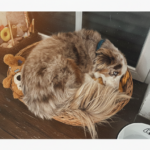 hund ängstlich im körbchen